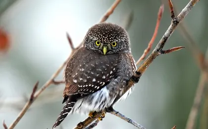 owls birds 2560x1600 wallpaper Art HD Wallpaper